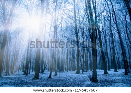Sunny winter forest background. Beautiful nature concept.