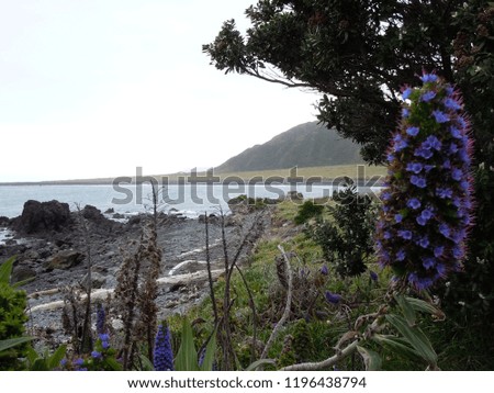 Scenic, peaceful coastline with a purple flower in the foreground, waves and hills stock photo image