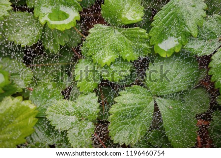 Green strawberry fresh leaves covered with thin fine white cobweb. Rain water drops stay on spider web and wet leafs with natural light reflection on them. Outdoor season concept. Space to add text.
