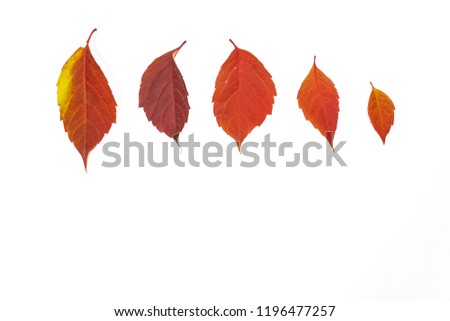 red autumn leaves on white background, series, isolated