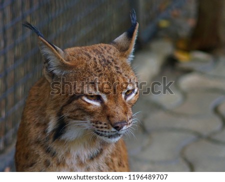   the wild cat at zoo                             