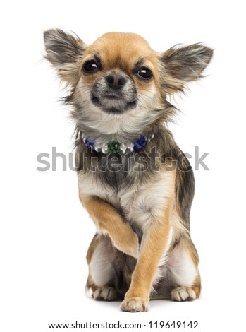 Chihuahua sitting and looking at camera against white background