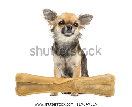 Chihuahua sitting behind knuckle bone and looking away against white background