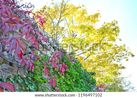 Ivy grows on a soundproofing wall. Due to the fall it is partly red, another part is still green and above the wall is a tree with yellow foliage - Three different leaf colors in autumn on one picture