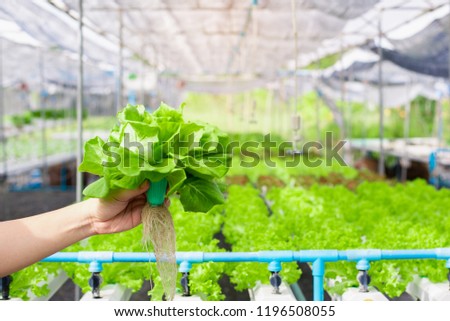 Hand of farmer holding  Hydroponics vegetable in famrland. Royalty-Free Stock Photo #1196508055