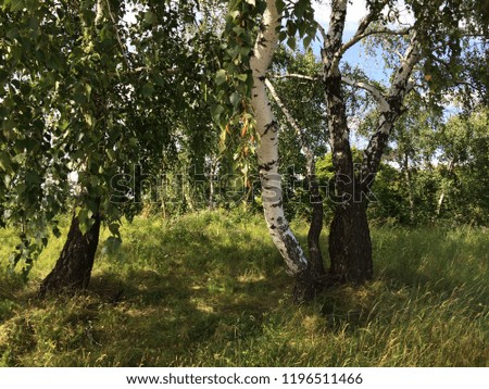Spring forest, birch