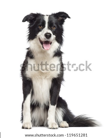 Border Collie, 1.5 years old, sitting and looking away against white background Royalty-Free Stock Photo #119651281