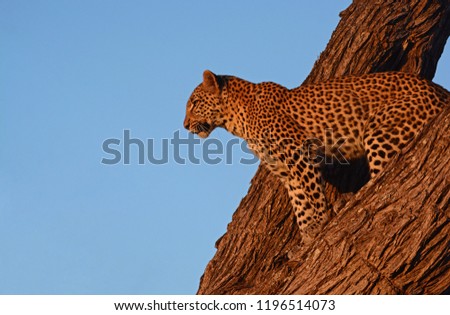A Leopard scans for prey from a tree. Taken in the Khwai region of the Okavango Delta in northern Botswana 
