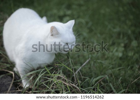 funny animals: close up of a white fat british cat standing on a green grass outdoors, trying to eat a single stem, on a sunny day in Poland, Europe with natural light