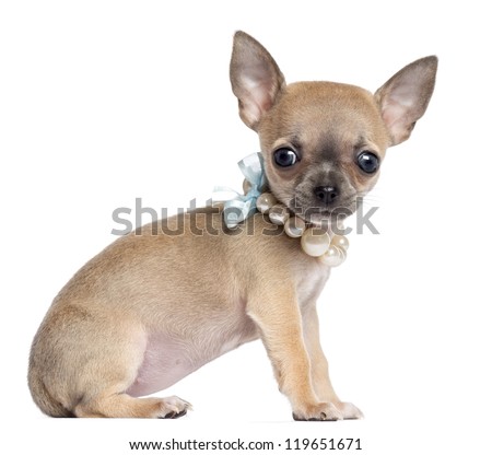 Chihuahua puppy, 4 months old, wearing pearl necklace, sitting and looking at camera against white background
