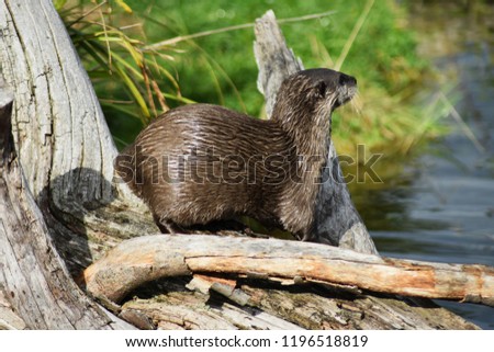Close up of a wet otter sitting on a branch in a lake river hunting for fish.