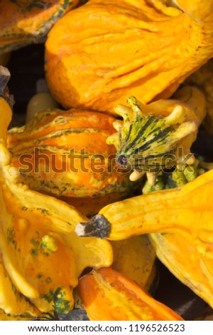 A pile of colorful pumpkins