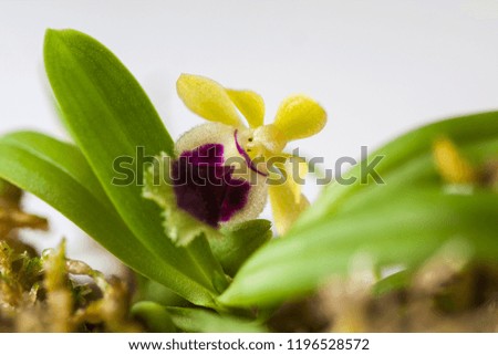 Beautiful rare mini orchid in a pot on a white window. Selective focus. Place for text