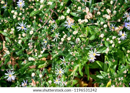 
Kalimeris incisa, common name Kalimeris or Japanese Aster, is a species of flowering plant in the Asteraceae family.