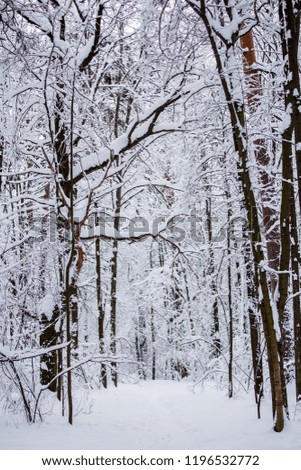 Picturesque picture of snowy trees in woods