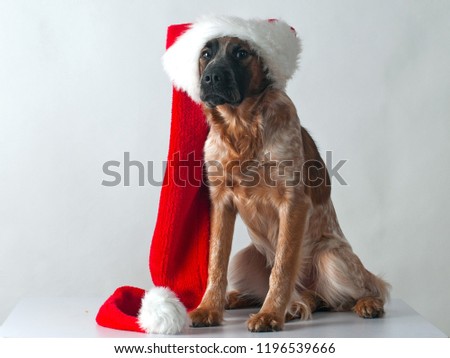 Funny spaniel puppy wearing Santa suit and hat dreaming about Christmas gifts against white background in studio. 