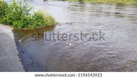 Ducks On A Riverbank