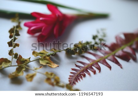 Beautiful plant mockup made with fresh Puerto Rican foliage. Ferns, Ginger, and colorful garden palette. Lovely top down shot of fresh plants, macro photography with natural lighting