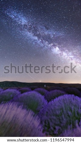 lavender field with stars