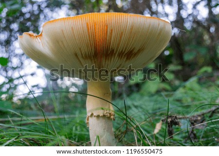 A close up on an upturned mushroom viewed from underneath