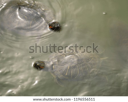 Two Red eared water turtle