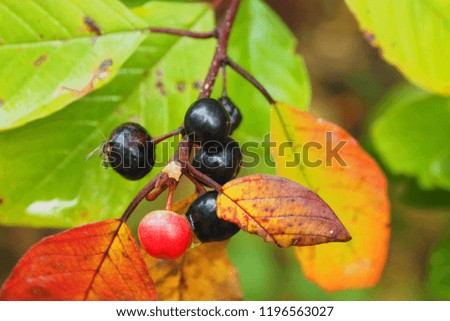 Black berries on the macro tree. Nature of autumn ripeness of plants. 