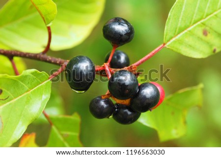 Black inedible berries on the macro tree. Nature of autumn ripeness of plants. 