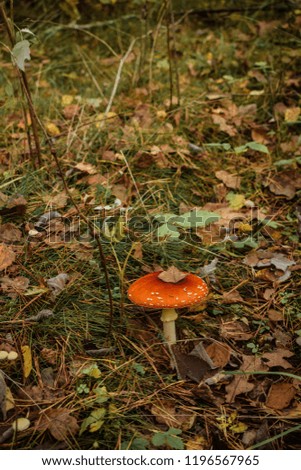 Mushroom in close up