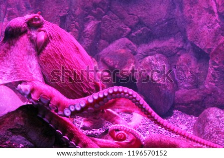 Giant live Octopus in neon light in aquarium