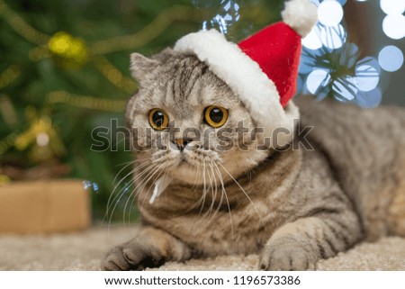 Christmas cat in a red Santa Claus hat, New Year, greeting card, banner