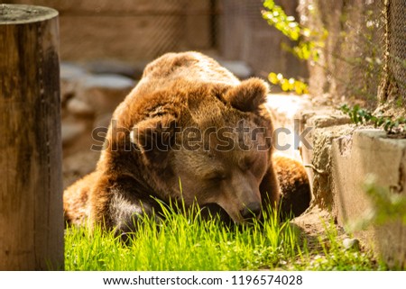 Bear at the zoo