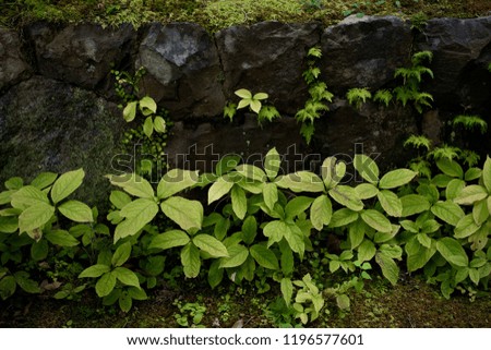 outer stone wall with plants