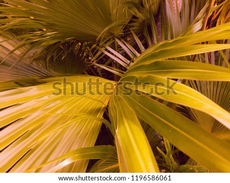 Beautiful closeup green and orange tropical palm leaf for home decor in the sunshine