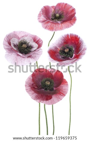 Studio Shot of Red and White Colored Poppy Flowers Isolated on White Background. Large Depth of Field (DOF). Macro. Symbol of Sleep, Oblivion and Imagination.