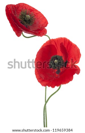 Studio Shot of Red Colored Poppy Flowers Isolated on White Background. Large Depth of Field (DOF). Macro. National Flower of Beldium and Poland.