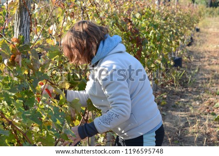 grape harvest on october. 