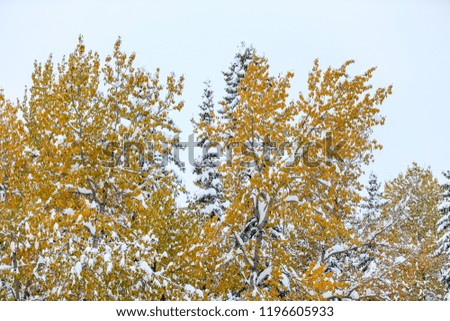 Trees and leaves in an early snowfall in Canada