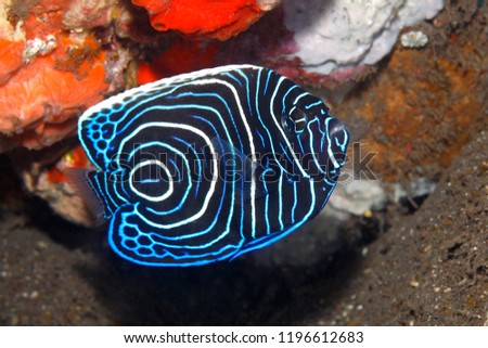 Emperor Angelfish, Pomacanthus imperator, juvenile.Tulamben, Bali, Indonesia. Bali Sea, Indian Ocean