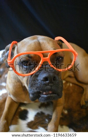 brown boxer breed dog wearing orange sunglasses