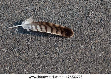 Bird feather that has fallen to the pavement casting a shadow