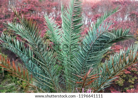 Closeup palm tree Leaf color change of Para rubber tree in winter of thailand. It is fall foliage in autumn season