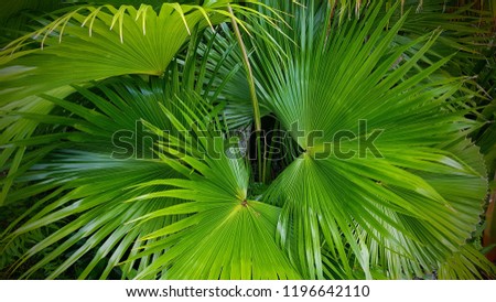 Beautiful closeup green tropical palm leaf for home decor in the sunshine with vignette
