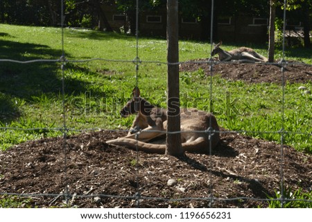 Sitting kangaroos in sun