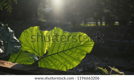 Sunrise lotus leaf