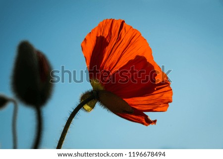 Beautiful Red Poppy Bathed in the Sun