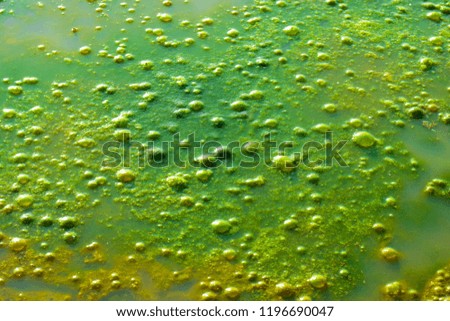 Bubbles on the surface caused by spoilage of freshwater algae and moss.
