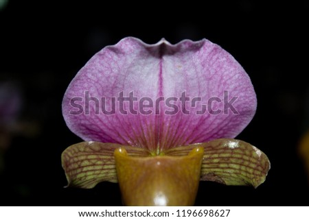 Venus slipper  Paohiopedilum charlesworthii  Flower