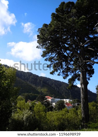 Big, huge, large tree with houses in a rural area by the lush green hillside, New Zealand landscape stock photo image