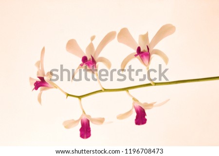 Flowers in a branch