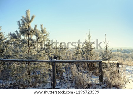 snowy Pine trees outdoor, beautiful Natural winter background. scenic Winter landscape. frozen cold weather